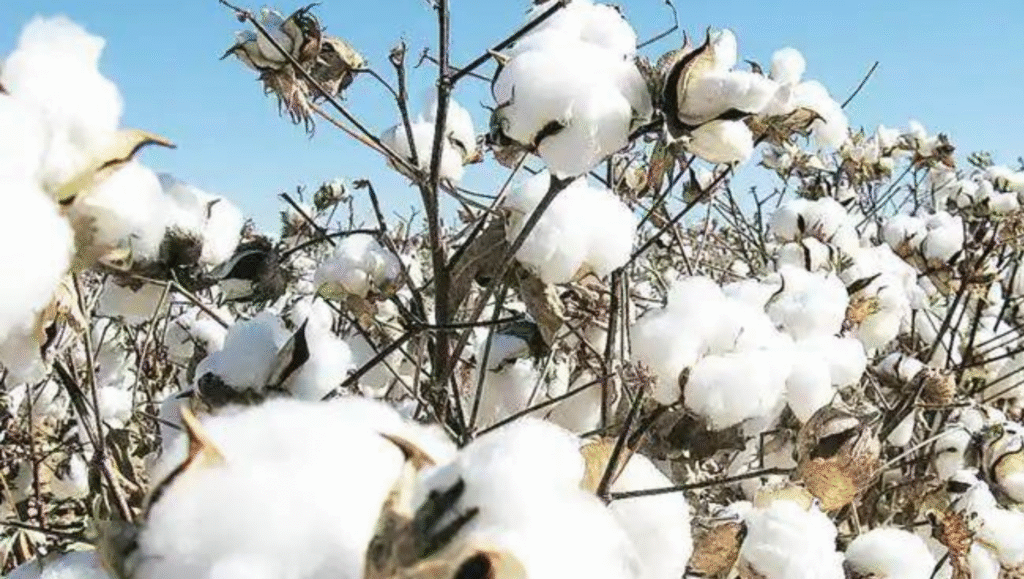 HTBt Cotton – Towards Commercial Approval in India