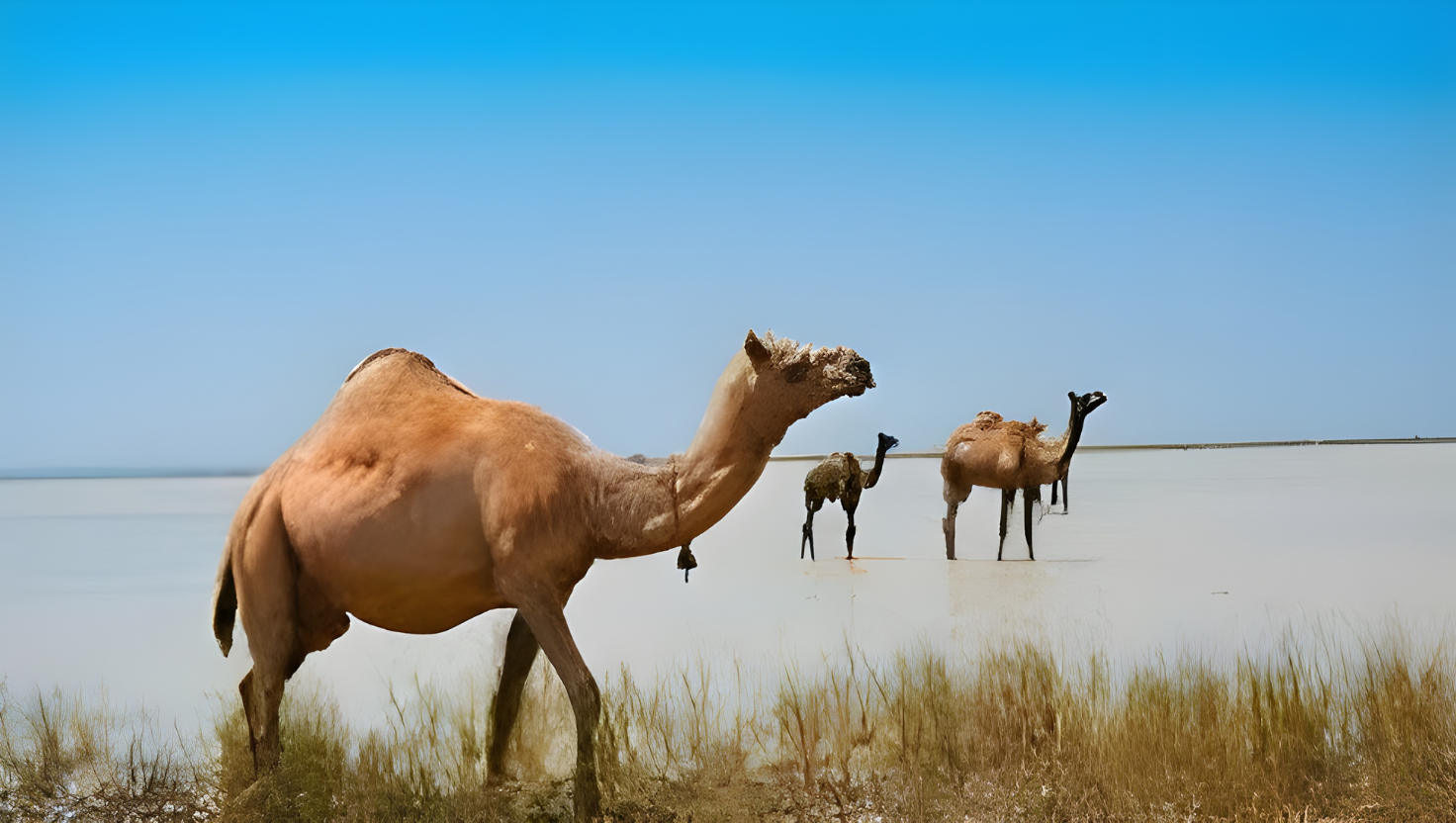 Kharai Camels