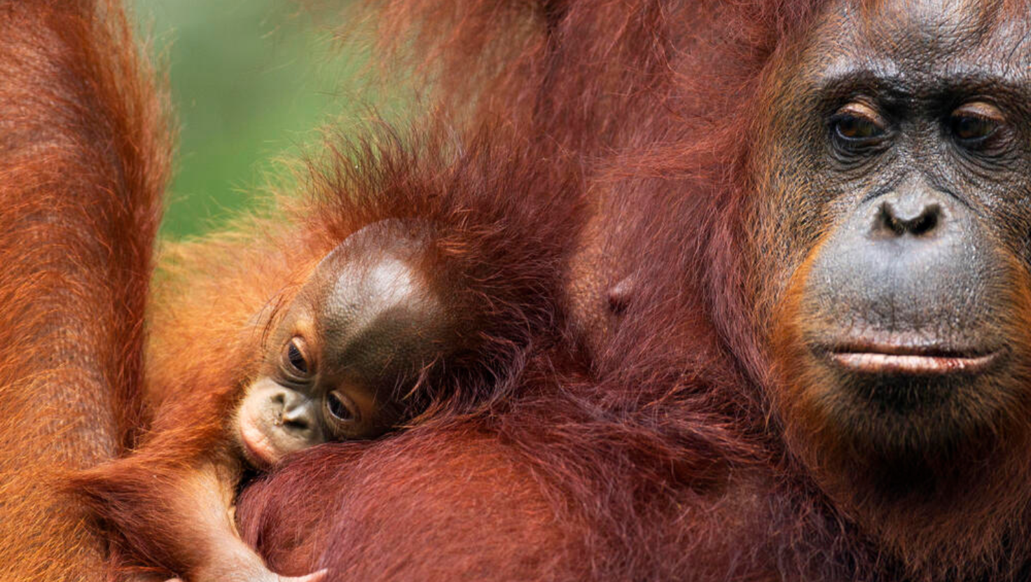 World Orangutan Day 2025