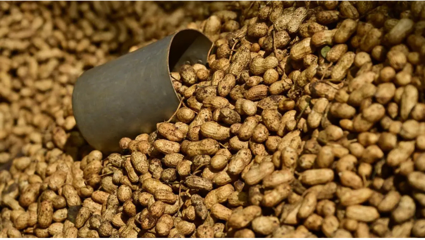 Aflatoxin