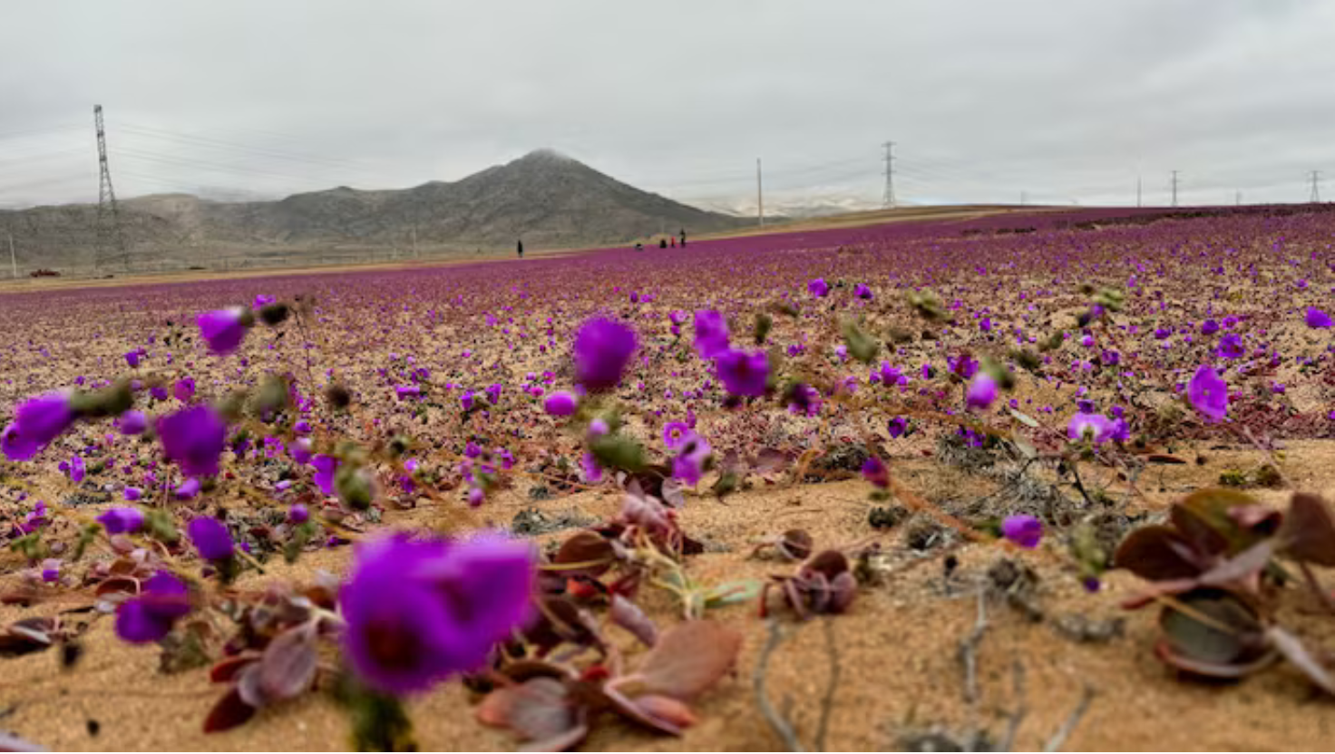 Atacama Desert Bloom