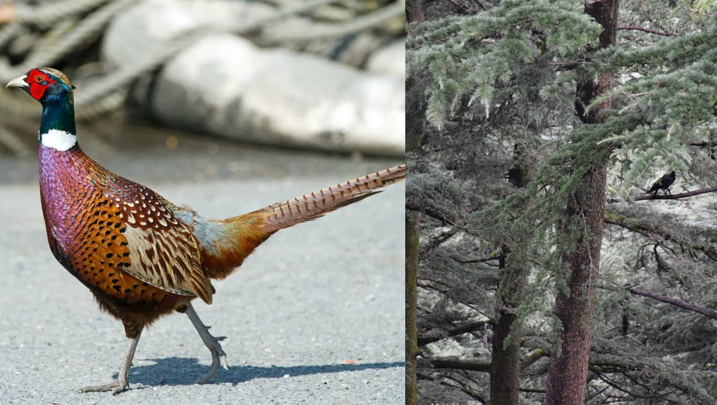 Chail Wildlife Sanctuary