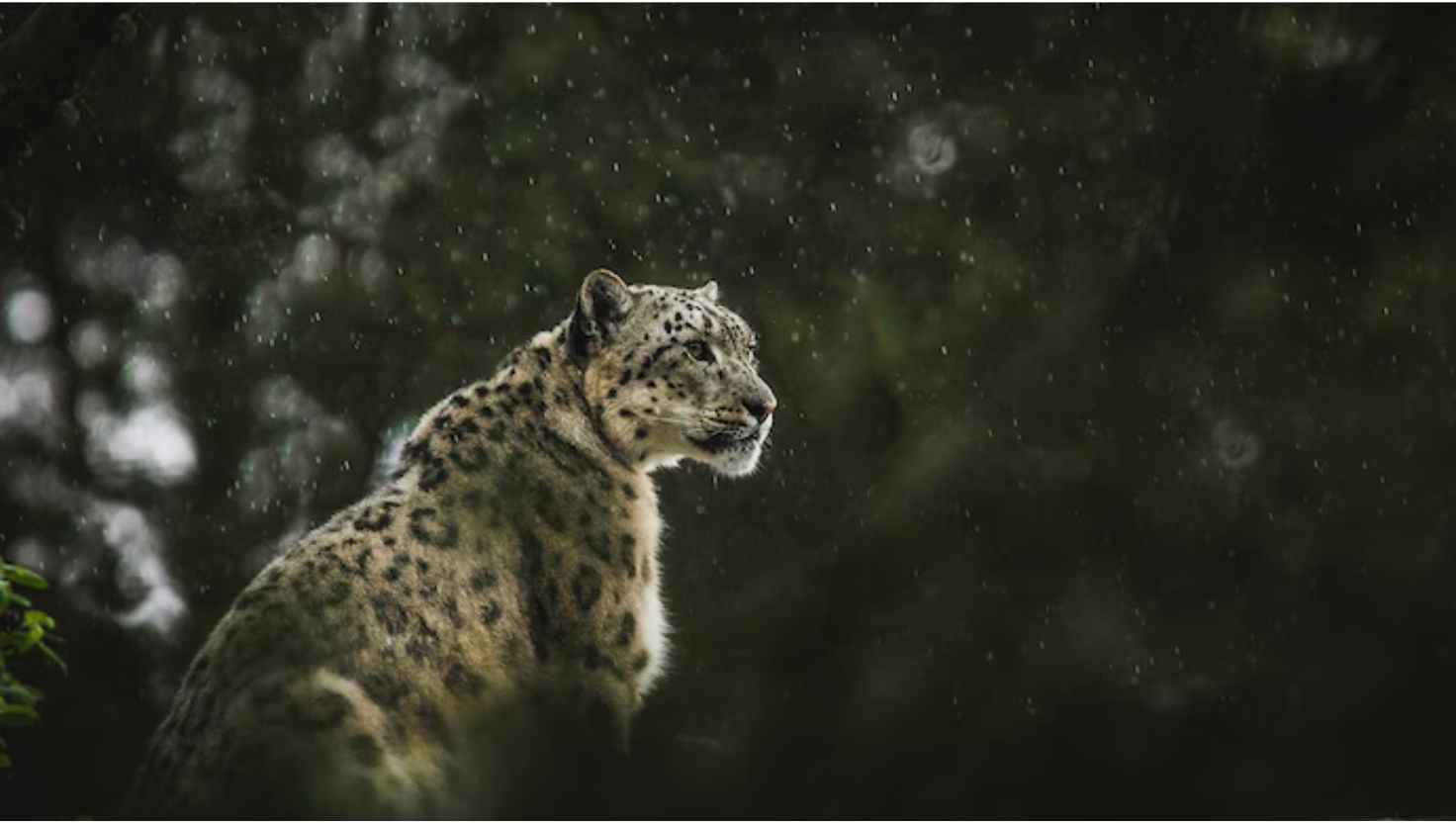 A survey in Himachal Pradesh recorded 83 snow leopards