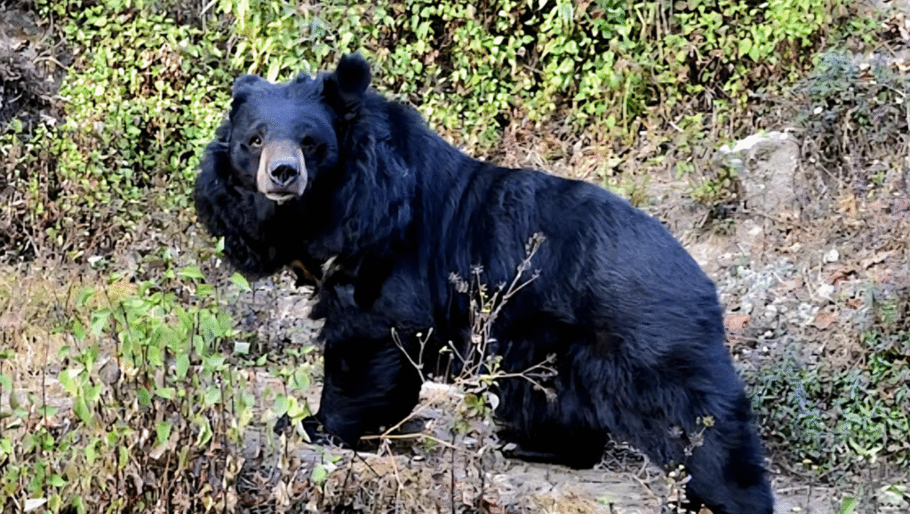 Himalayan Black Bear