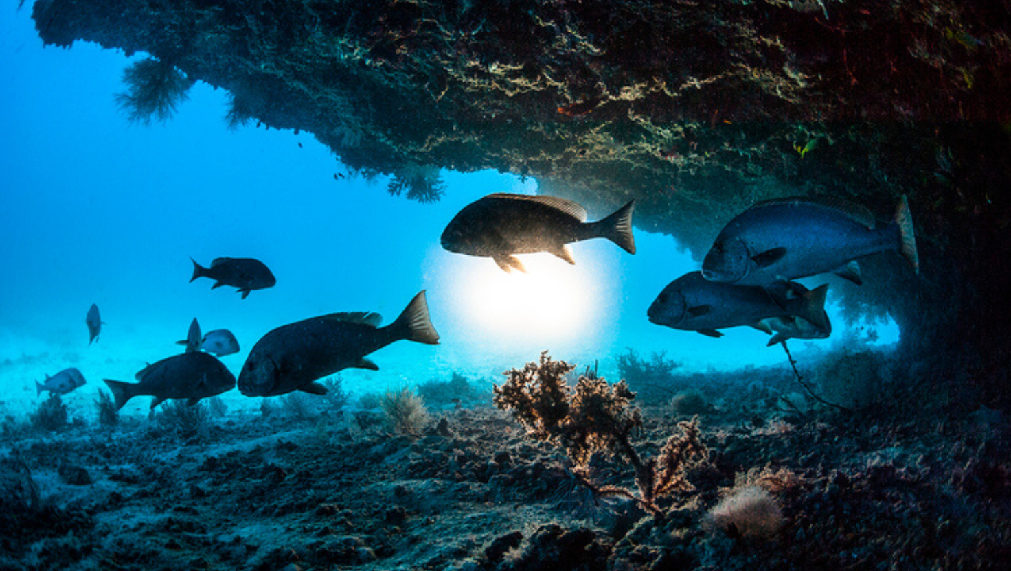 Marine Fisheries Census 2025