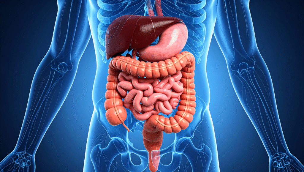 Human Digestive System