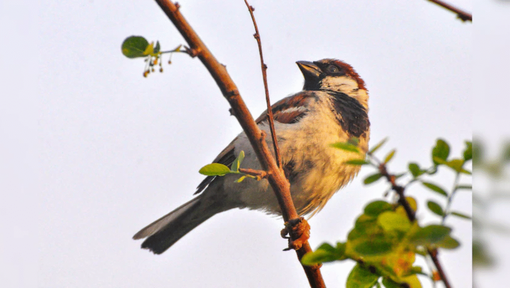 World Sparrow Day