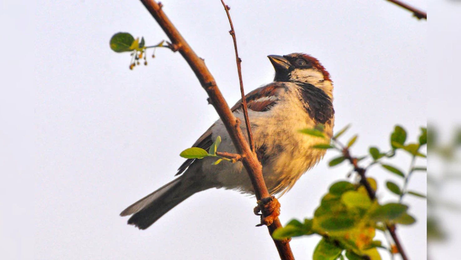World Sparrow Day