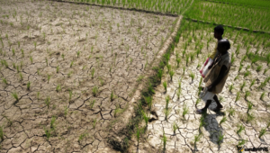 To go with INDIA-ECONOMY-WEATHER-FARM-MO